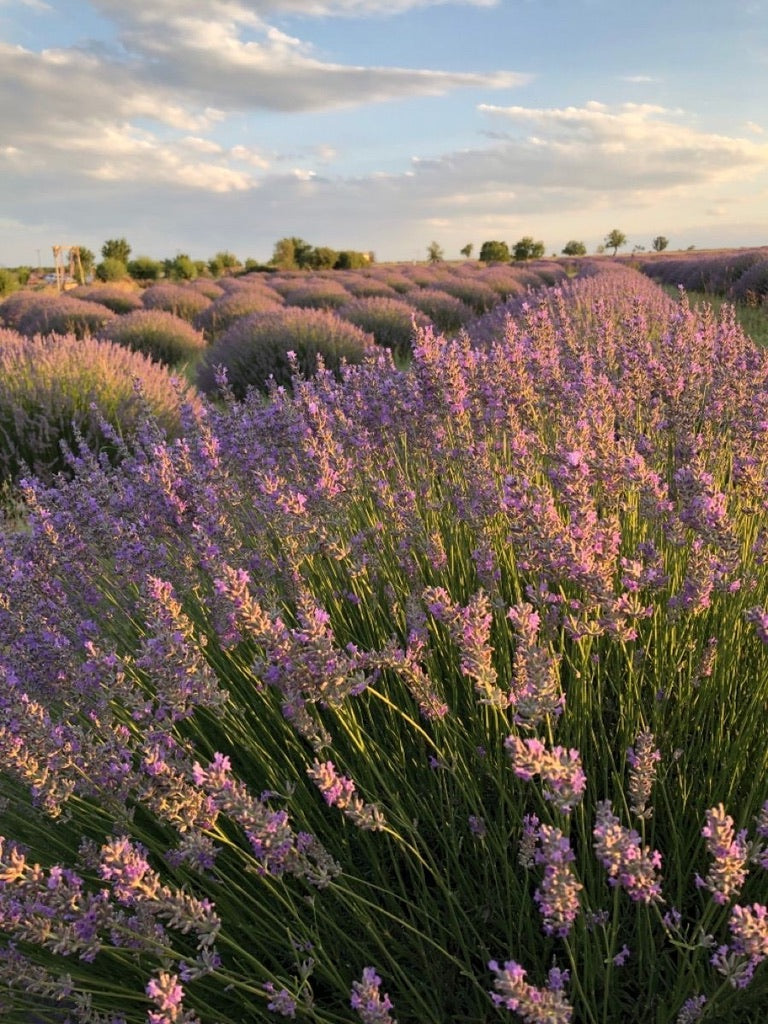 Lavender